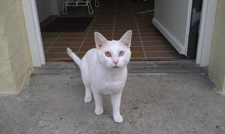 Huskat Pjuske - Flotte pjuske :) billede 1