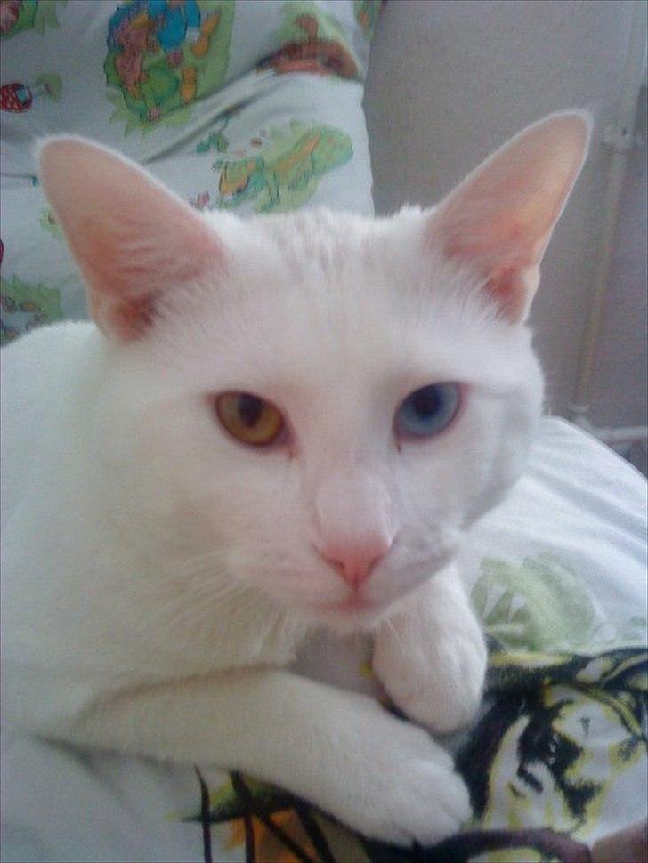 Huskat Pjuske billede 2