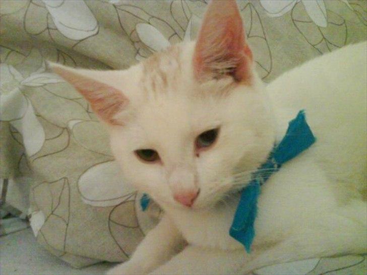 Huskat Pjuske - Lidt tid efter jeg lige havde fået ham :) billede 3