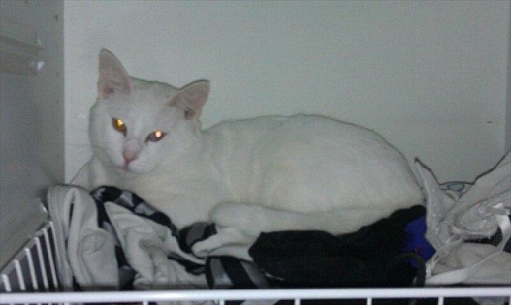 Huskat Pjuske - Han slumre sted hihi :) billede 4