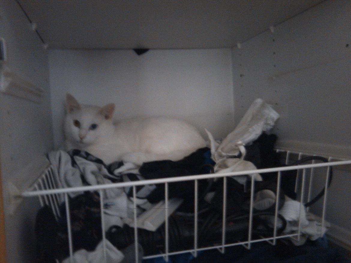 Huskat Pjuske - Han Gemmer sig hehe billede 5