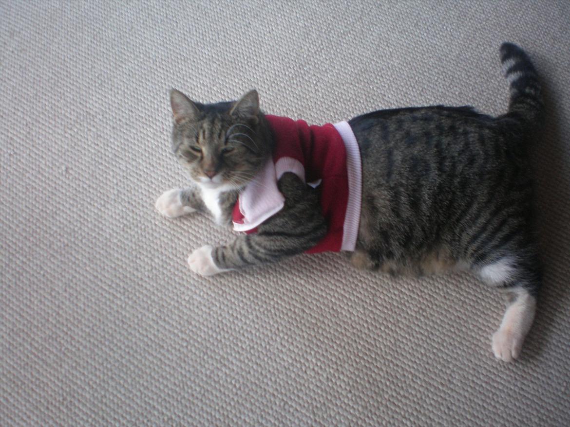 Blanding af racer Oskar - Velkommen til oskar's profil billede 1