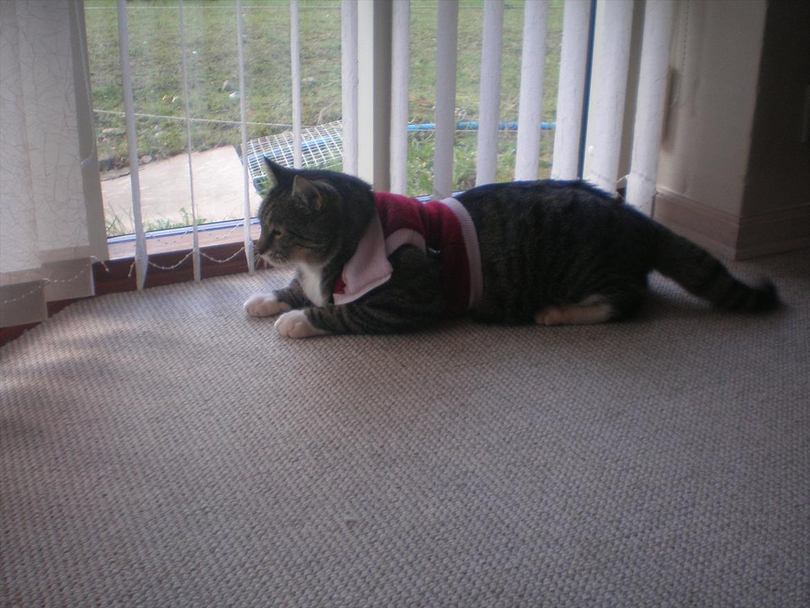 Blanding af racer Oskar billede 20