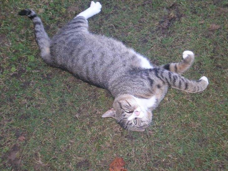 Huskat Osvald  - smukke osvald  billede 8