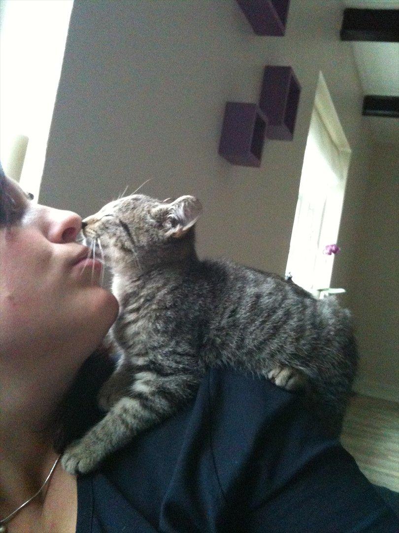 Huskat Oliver billede 10