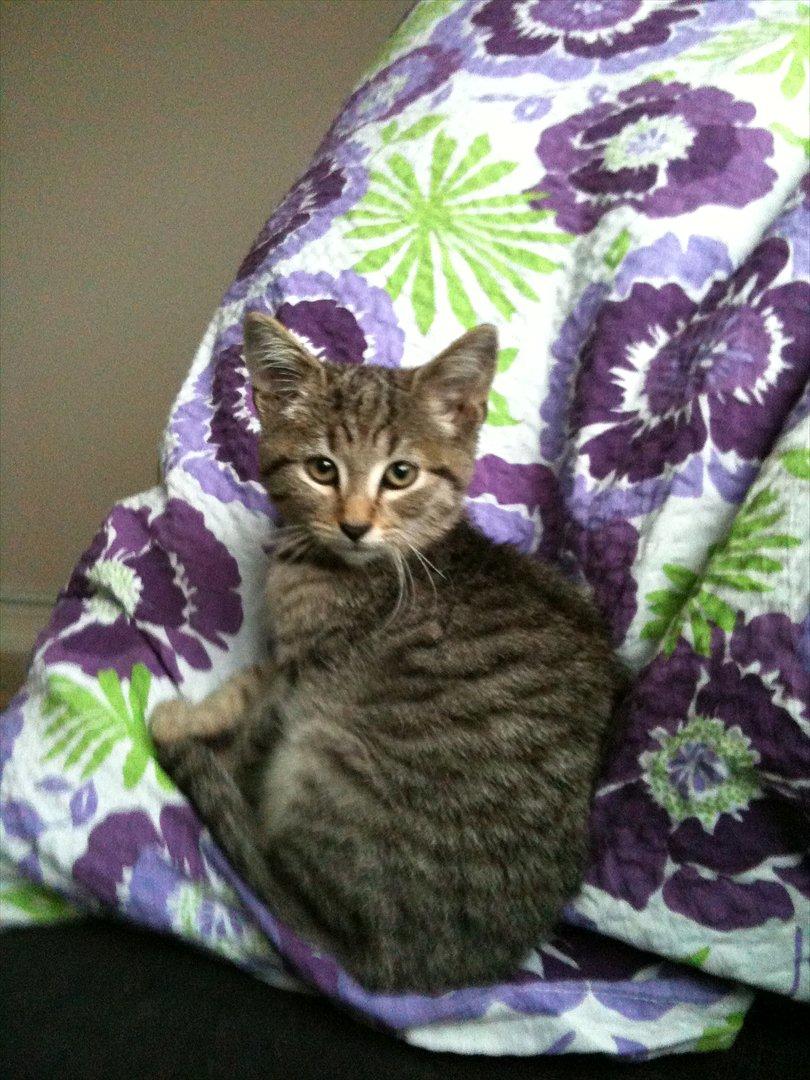 Huskat Oliver billede 12