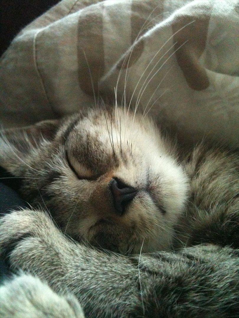 Huskat Oliver billede 13