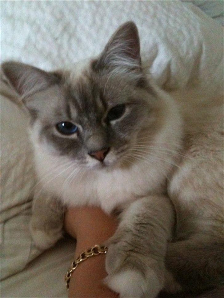Hellig Birma DK Paja's Queenie  billede 1