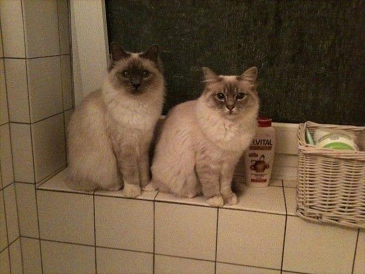 Hellig Birma DK Paja's Queenie  billede 2