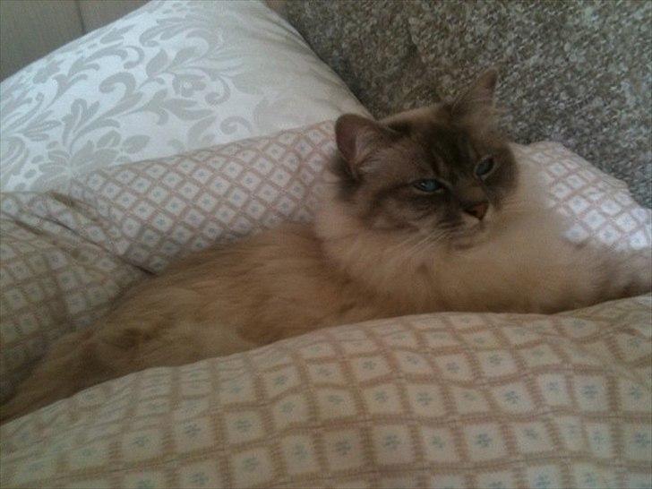 Hellig Birma DK Paja's Queenie  billede 3