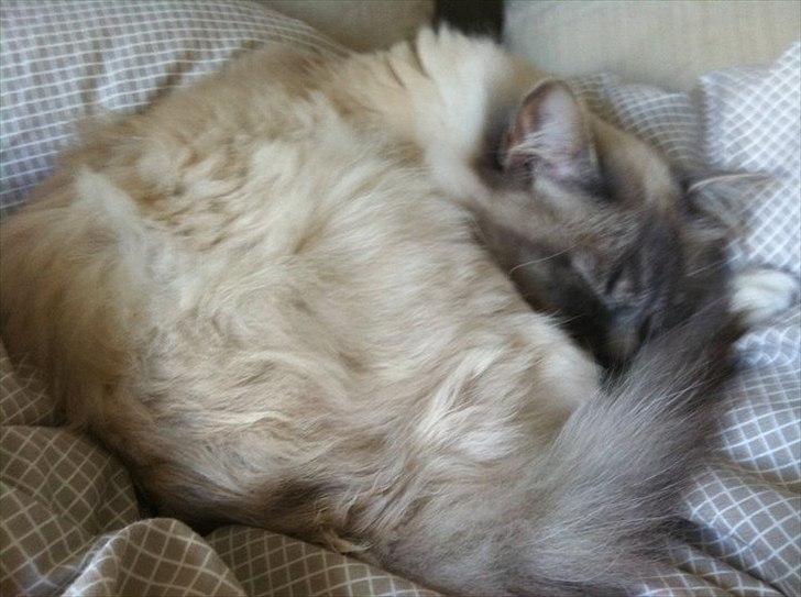 Hellig Birma DK Paja's Queenie  billede 6
