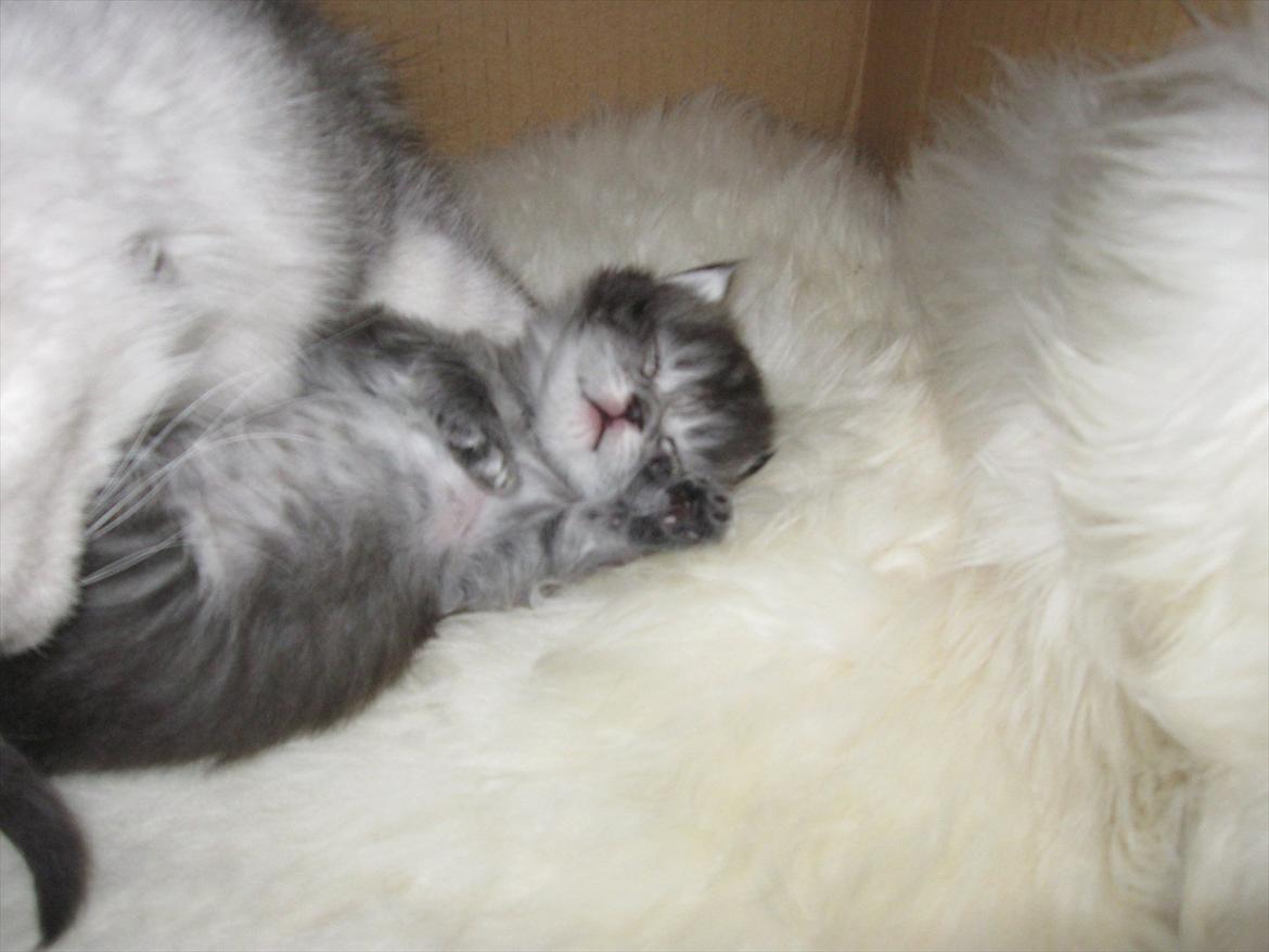 Blanding af racer Ziva billede 10