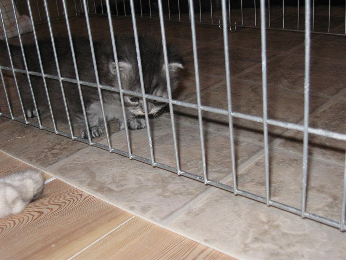 Blanding af racer Ziva - "hmm, gad vide hvordan man kommer ud herfra???" billede 11