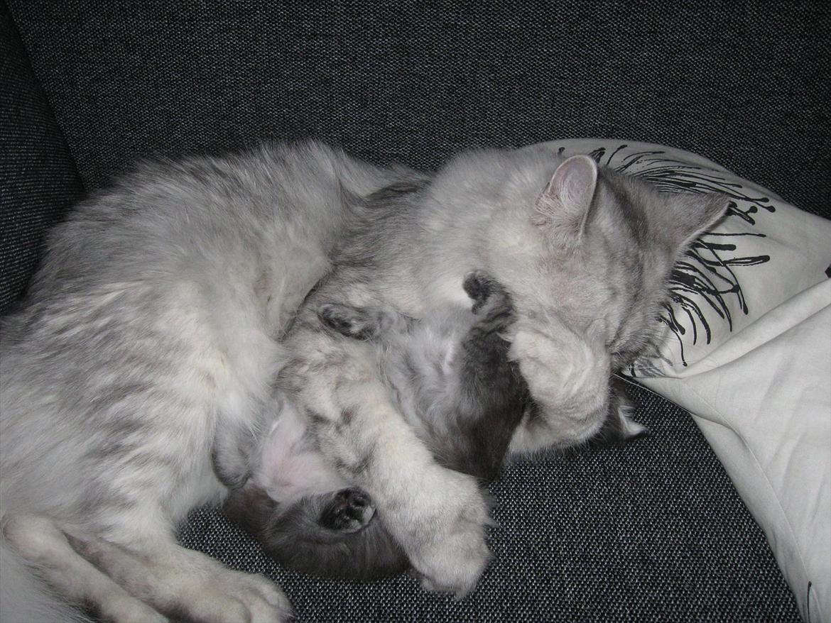 Blanding af racer Ziva - Lig nu stille for pokker! billede 12