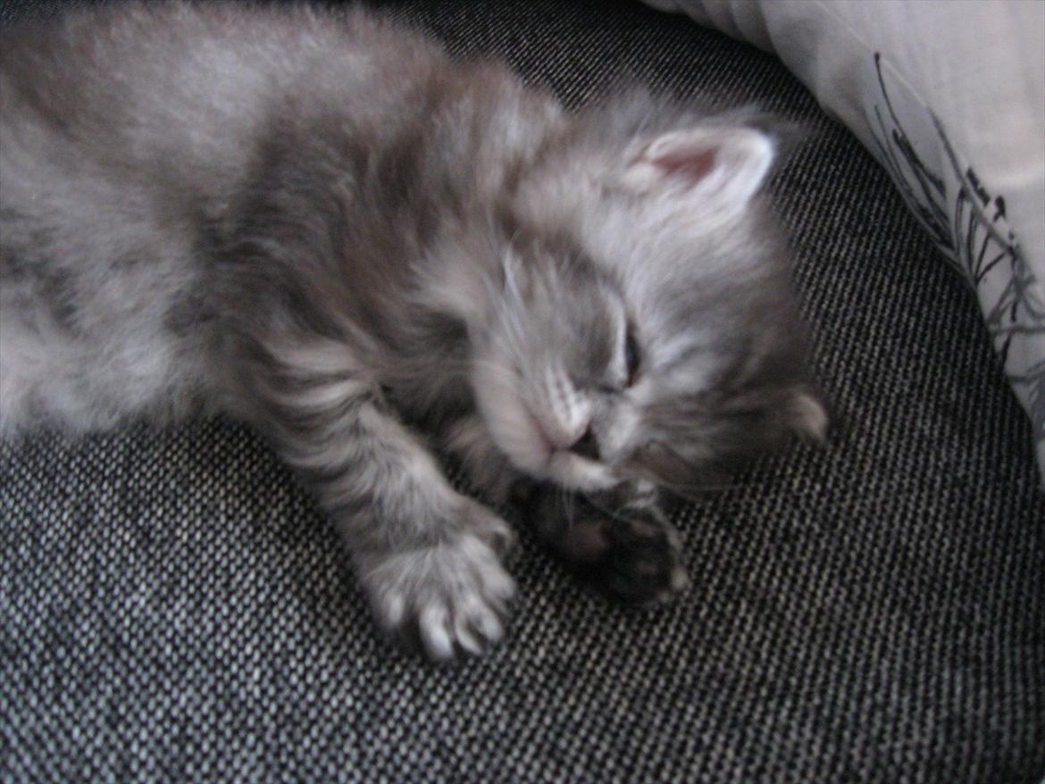 Blanding af racer Ziva billede 13