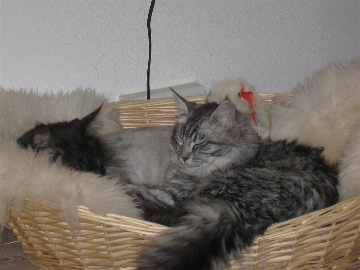 Blanding af racer Ziva - Uhh, der er intet så hyggeligt som at putte med onkel Toulouse<3 billede 14