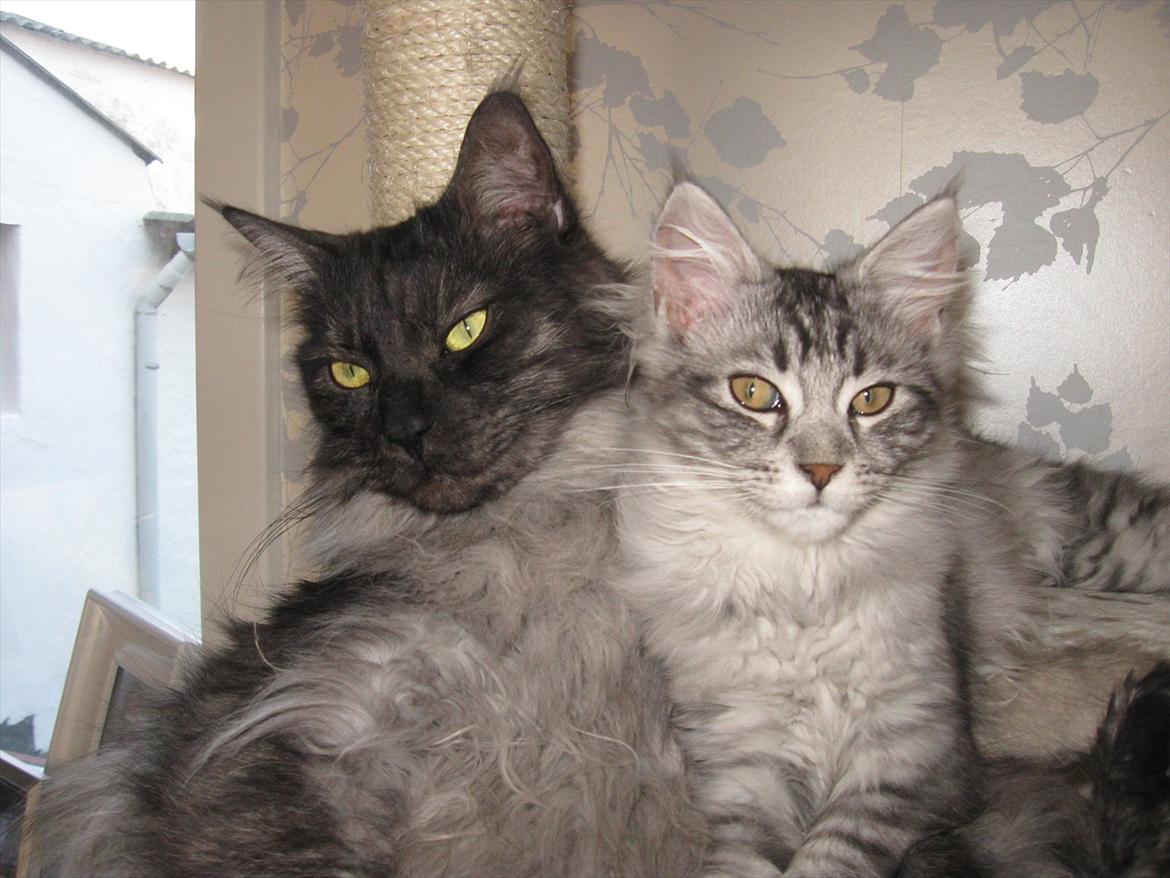 Blanding af racer Ziva billede 15