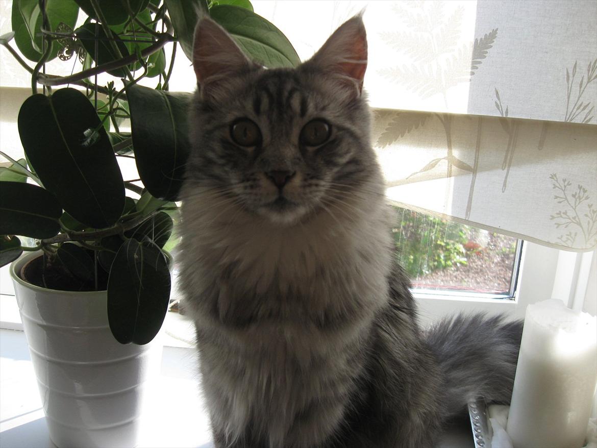 Blanding af racer Ziva billede 16