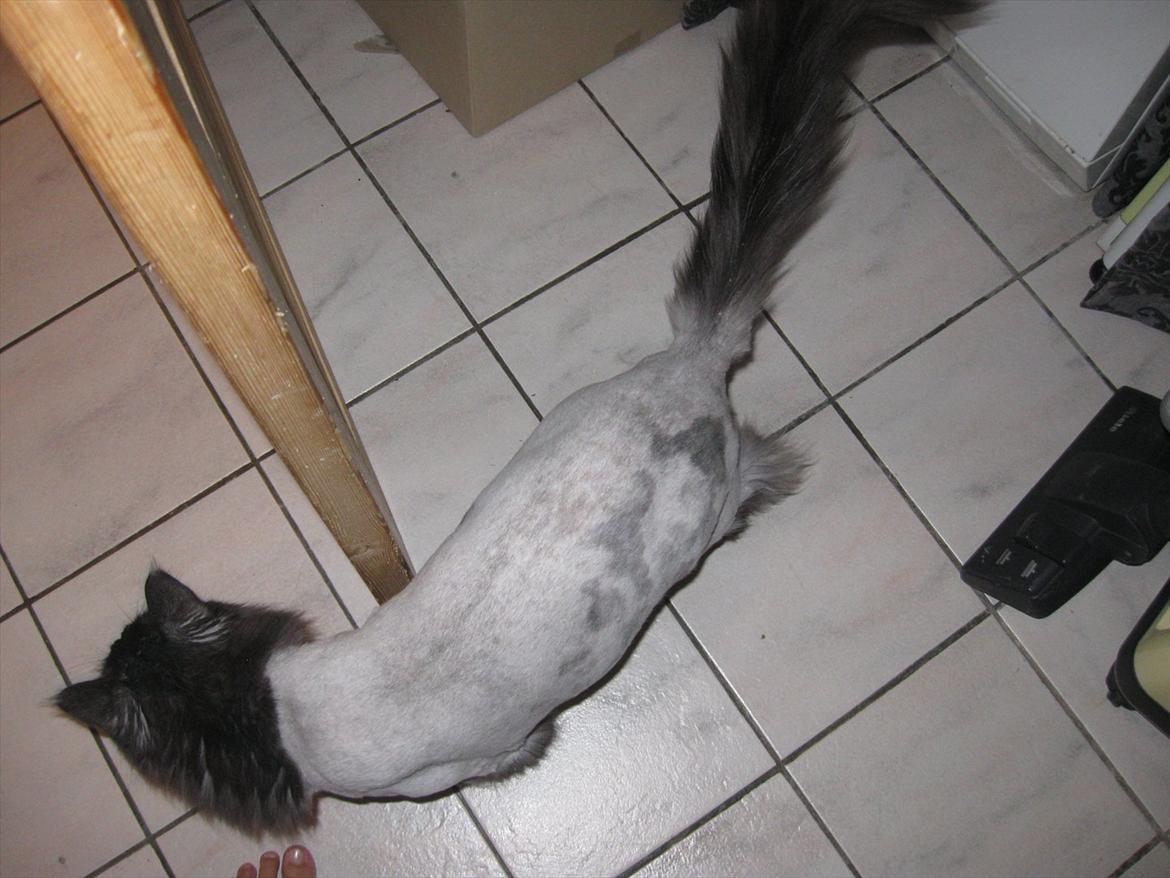 Maine Coon Toulouse - Så fik man lige en såkaldt "løveklip" og mor blev 900 kr. fattigere:'-( billede 13