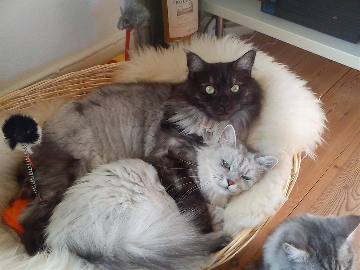 Blanding af racer Tess billede 8