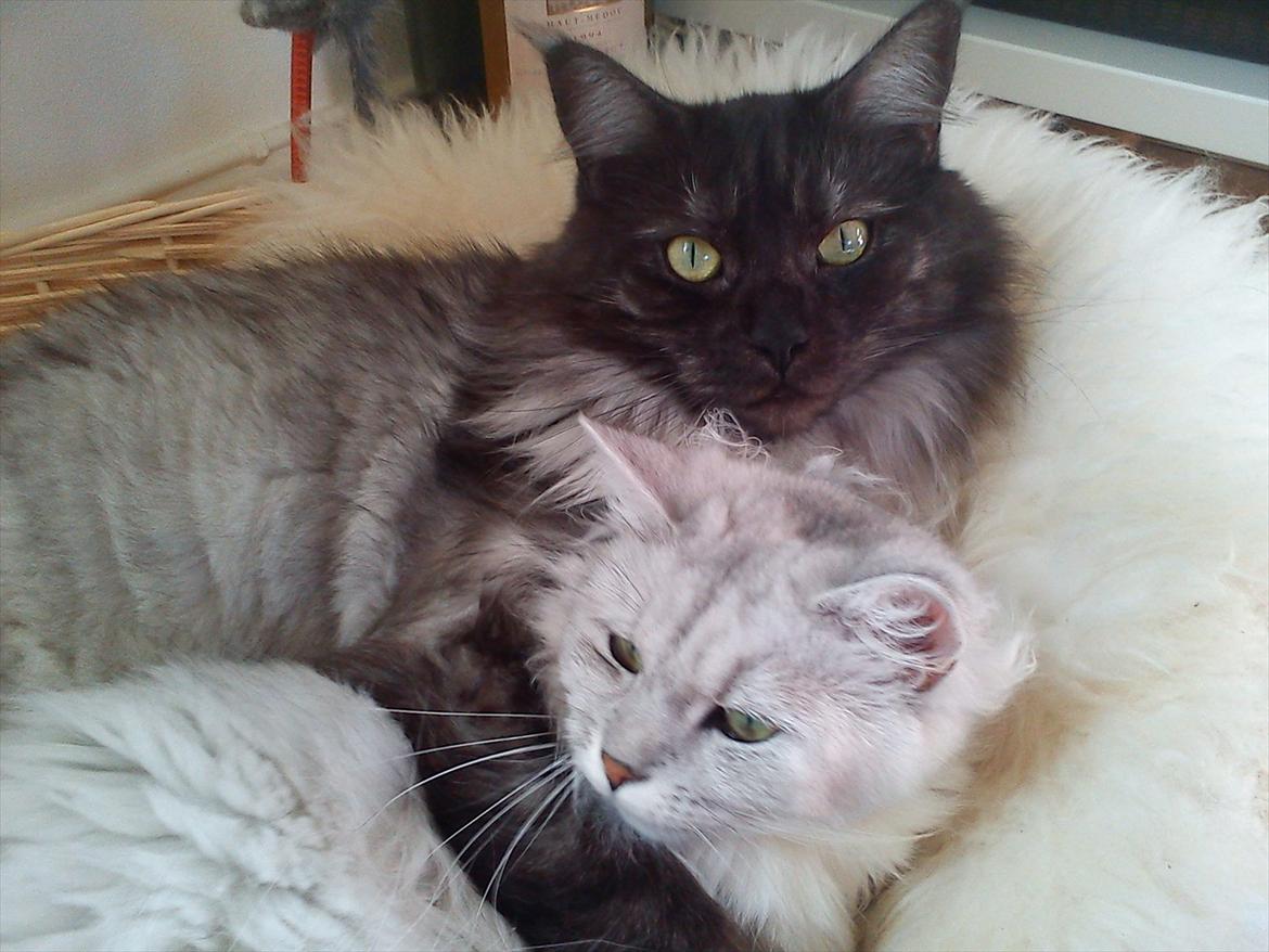 Blanding af racer Tess billede 9