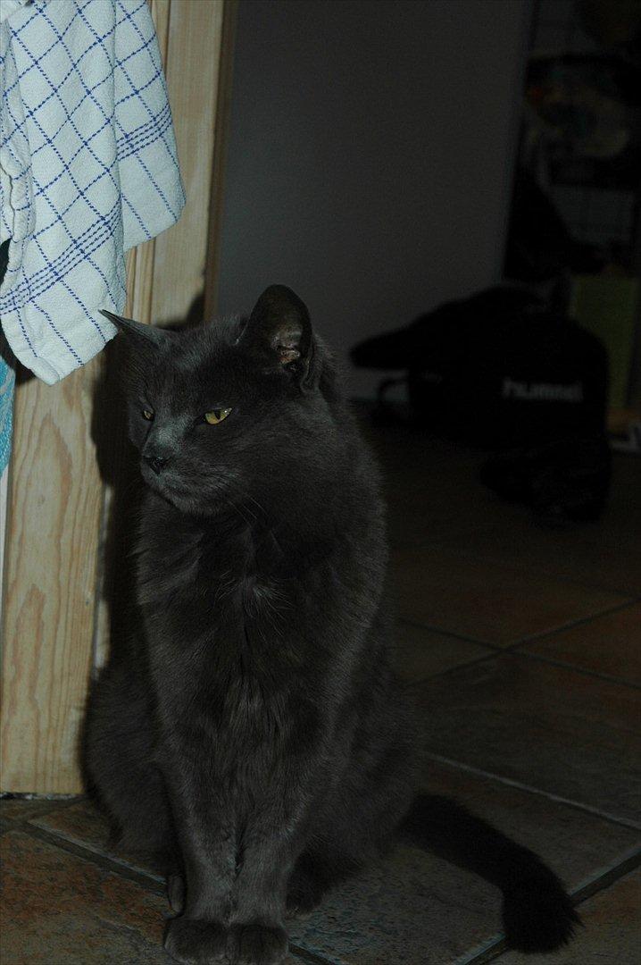 Huskat Trille billede 17