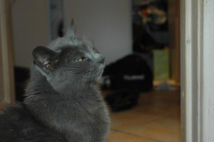 Huskat Trille billede 18