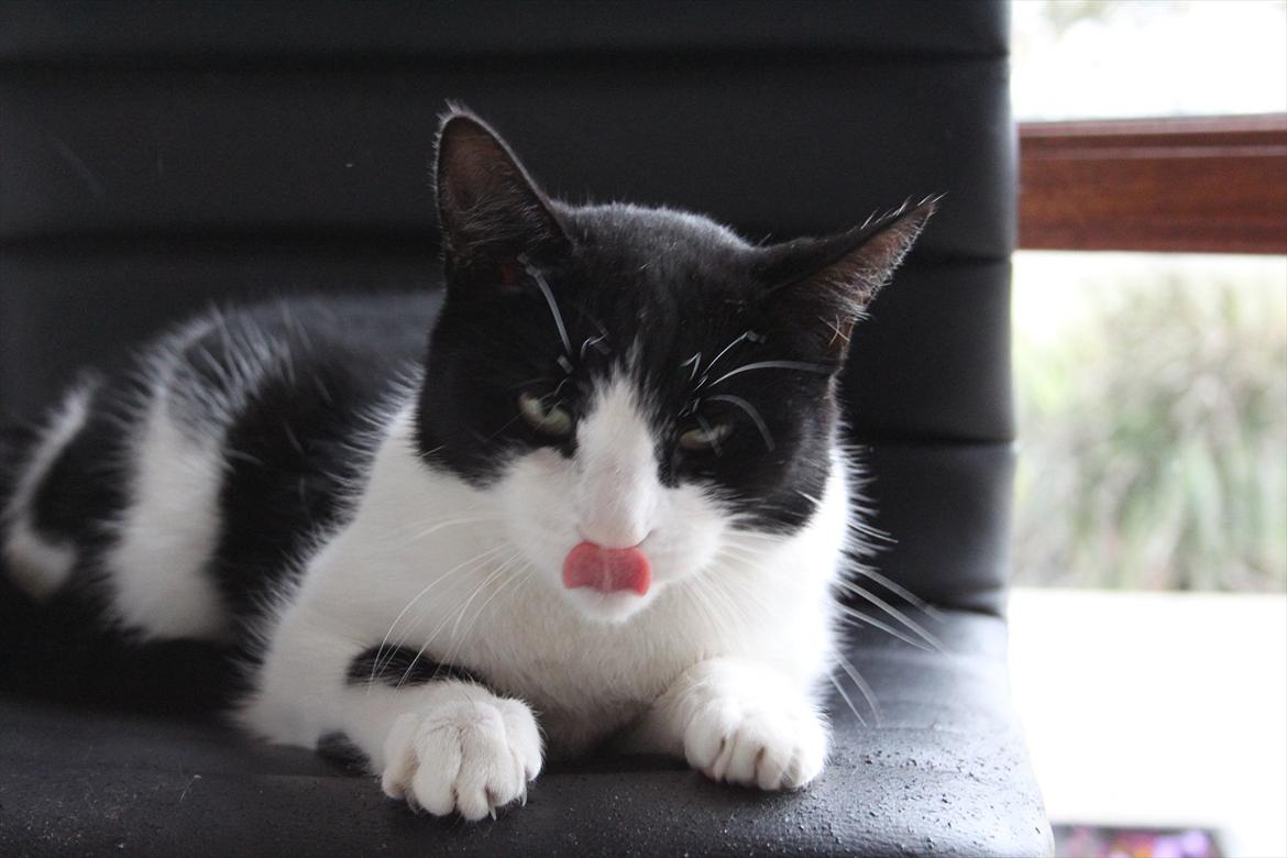 Huskat Sorte billede 10