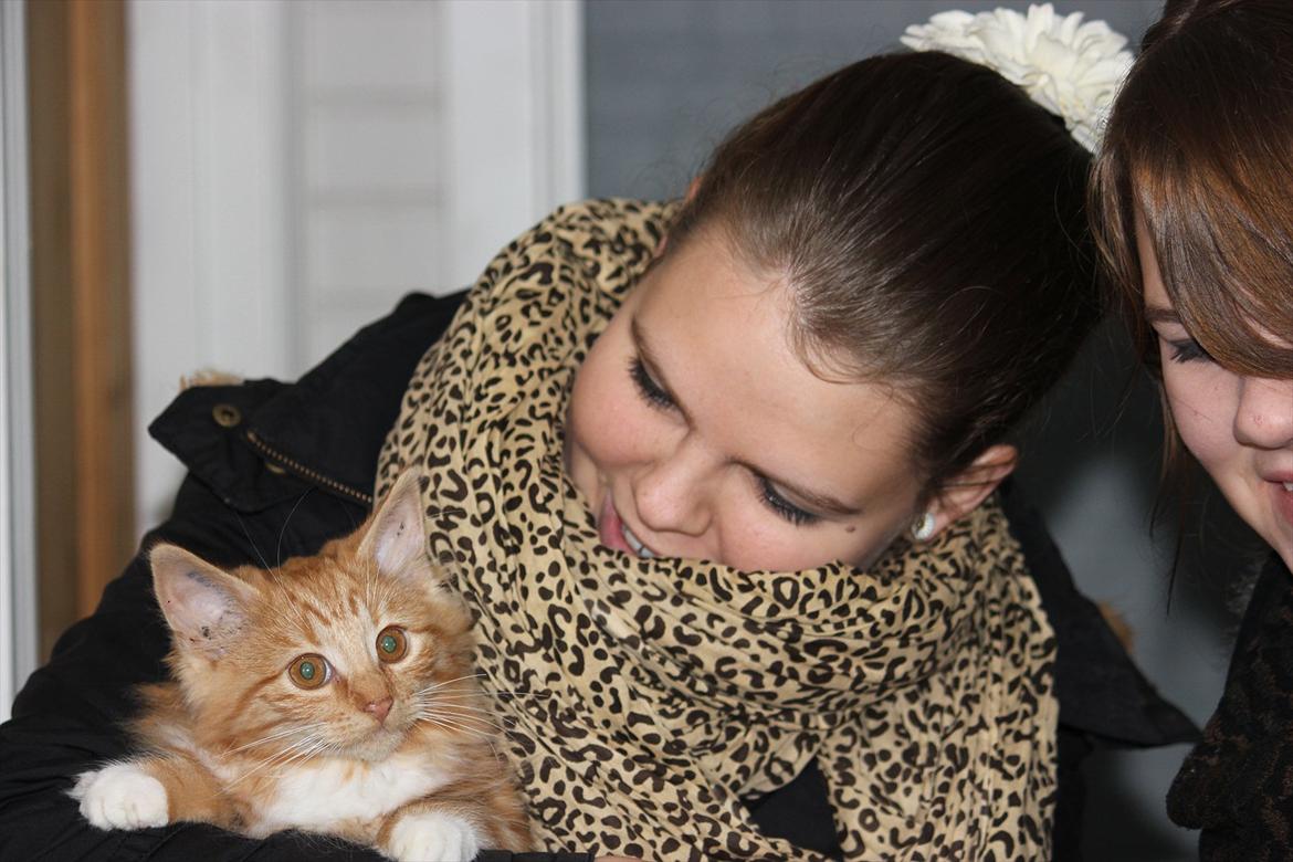 Norsk Skovkat Malou Lousen billede 1