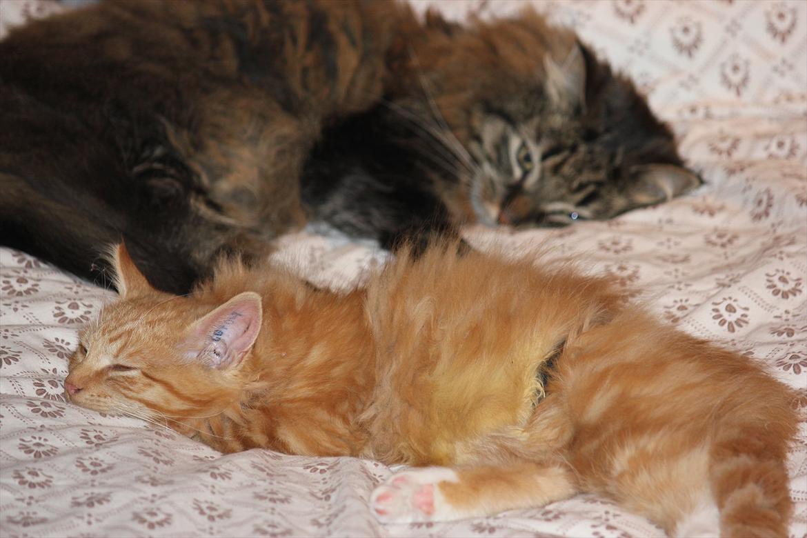 Norsk Skovkat Malou Lousen billede 2