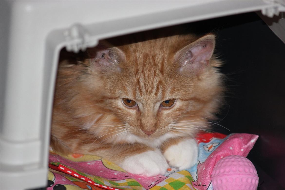 Norsk Skovkat Malou Lousen billede 3