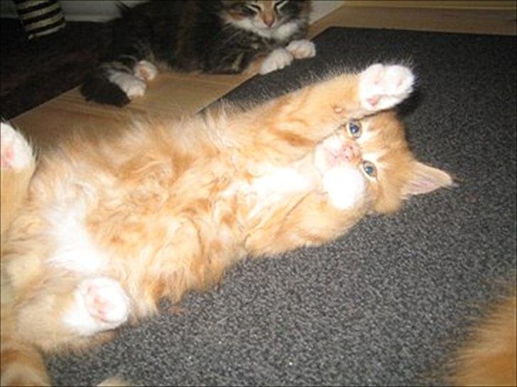 Norsk Skovkat Malou Lousen billede 4