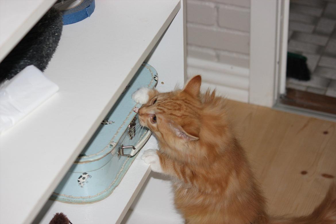 Norsk Skovkat Malou Lousen billede 5