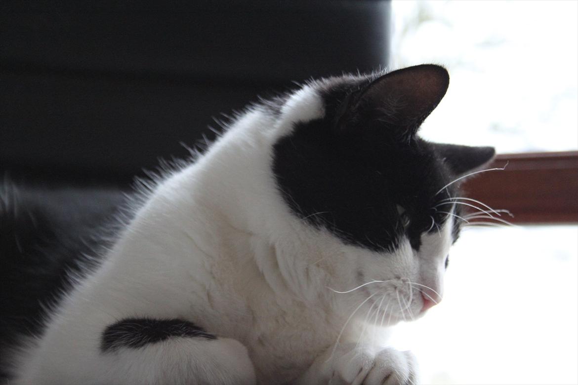 Huskat Sorte billede 6