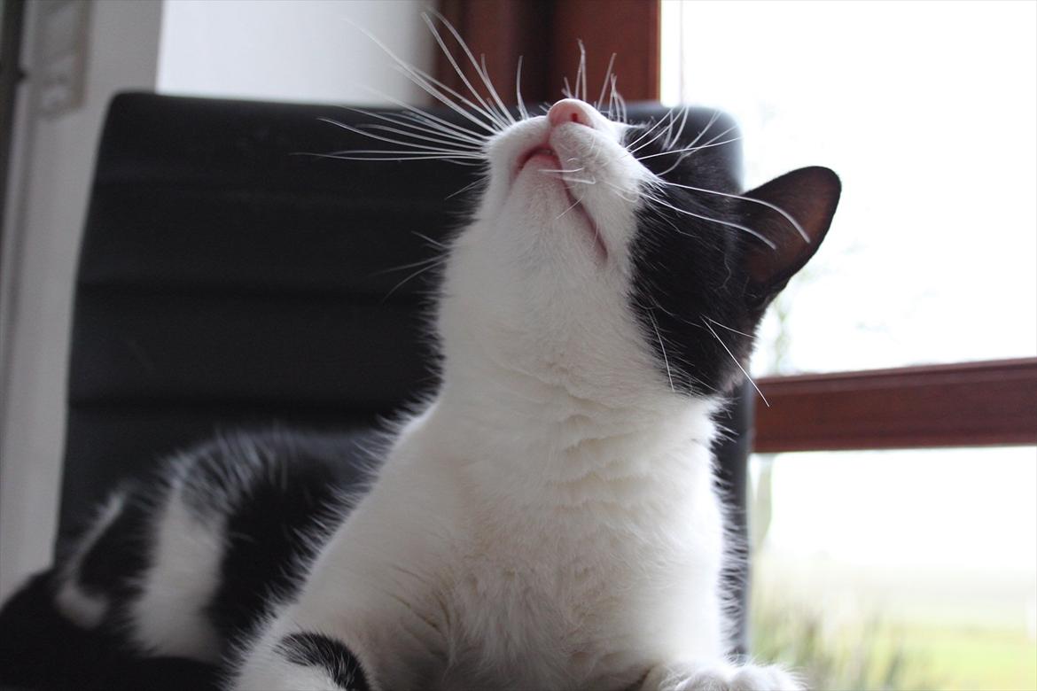 Huskat Sorte billede 11