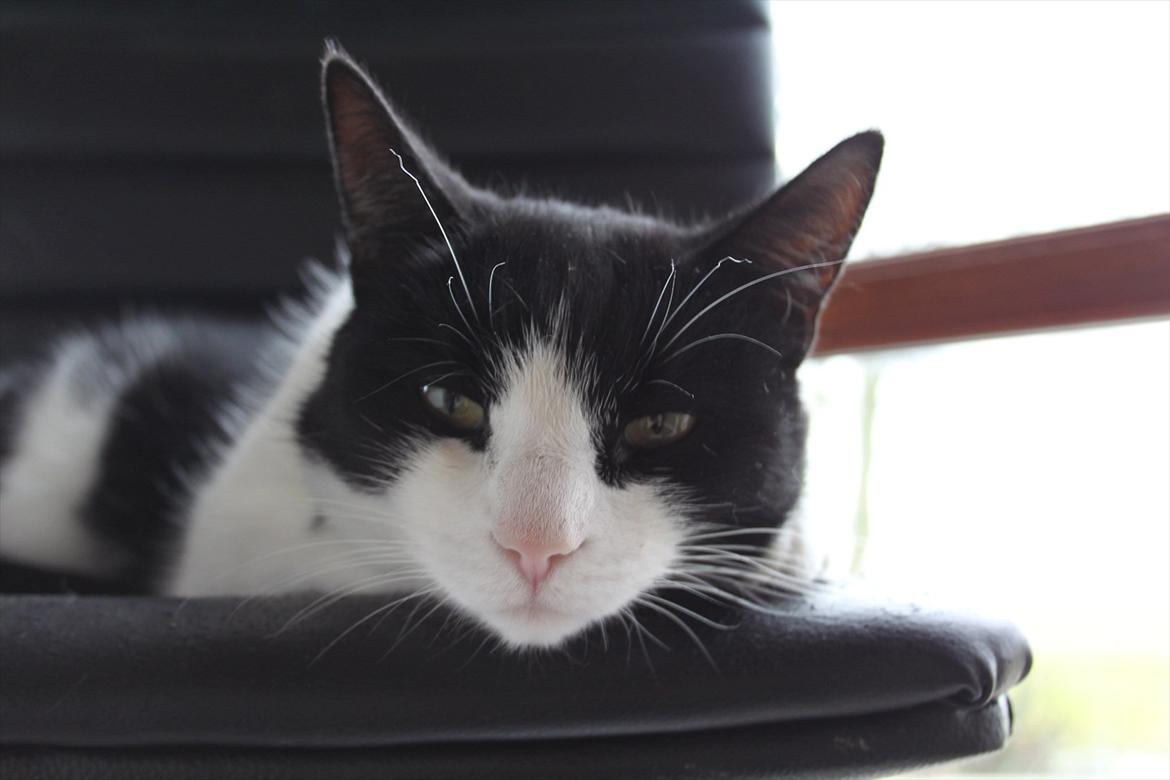 Huskat Sorte billede 2