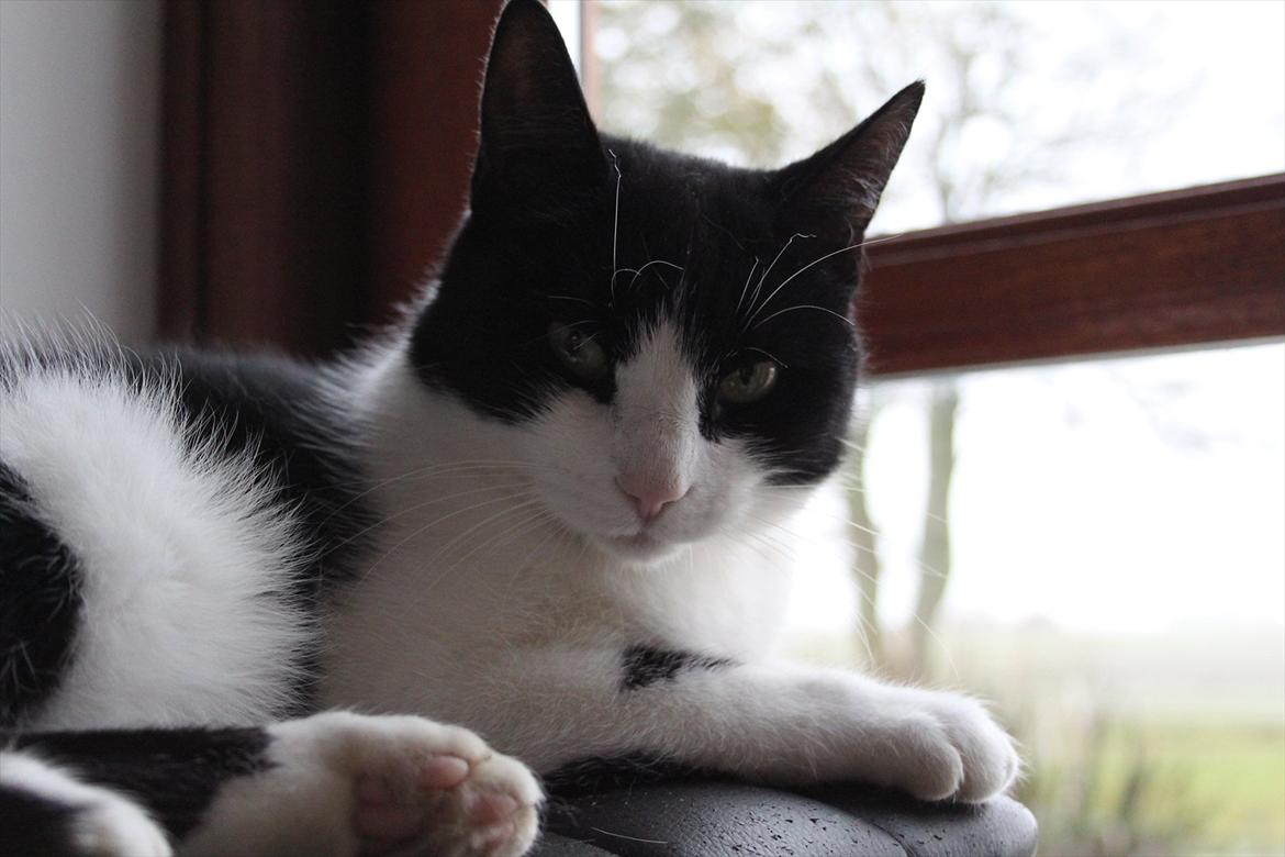 Huskat Sorte billede 12