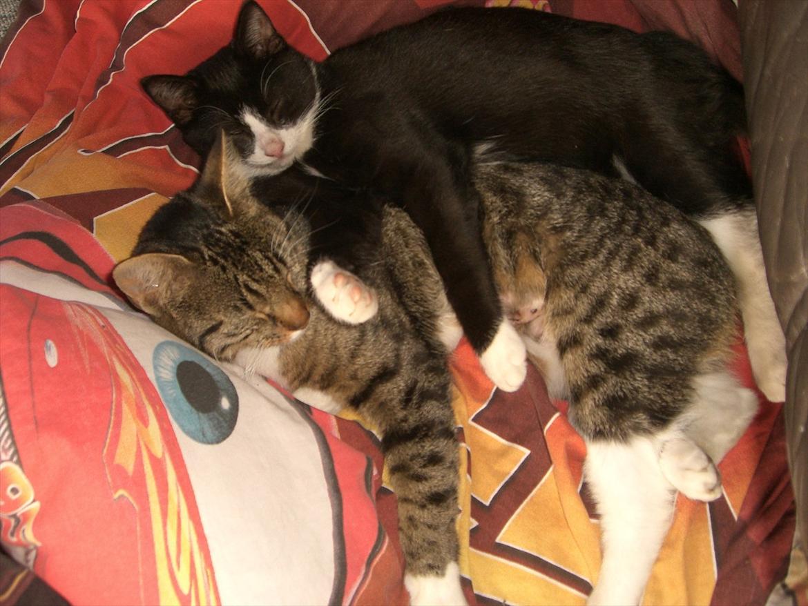 Huskat Batman Solgt & Savnet *RIP* - Batman og hans Papmor klunde :) billede 18