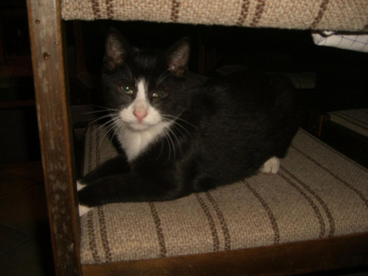 Huskat Batman Solgt & Savnet *RIP* billede 19