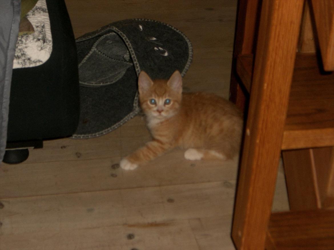 Huskat Røde solgt :'( billede 1