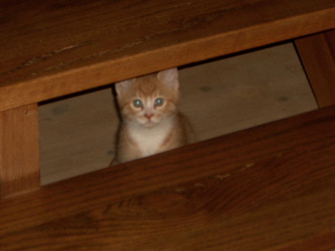 Huskat Røde solgt :'( billede 2