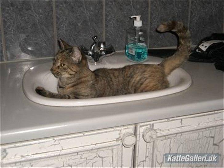 Huskat Røde solgt :'( - Hans mormor (Mimi) billede 3