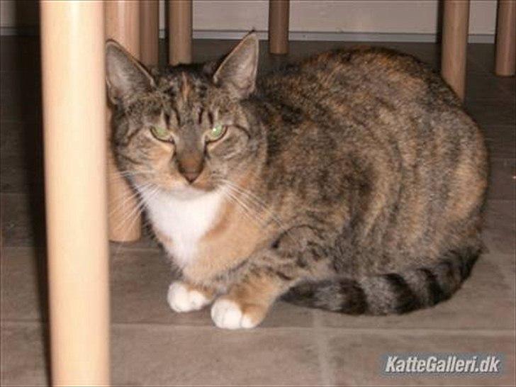 Huskat Røde solgt :'( - Hans mor (Mille) billede 4