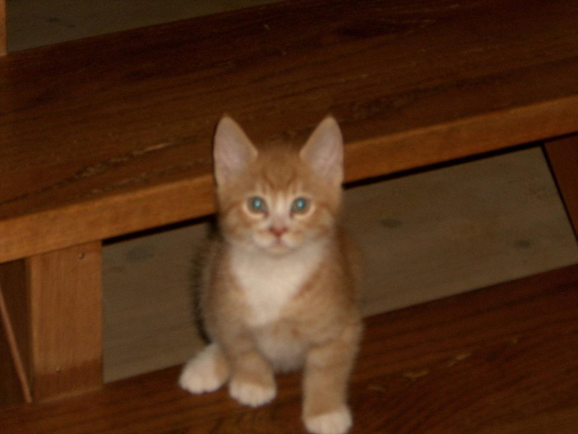 Huskat Røde solgt :'( billede 5