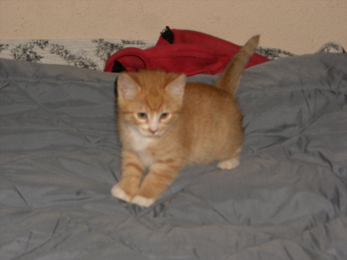 Huskat Røde solgt :'( billede 8