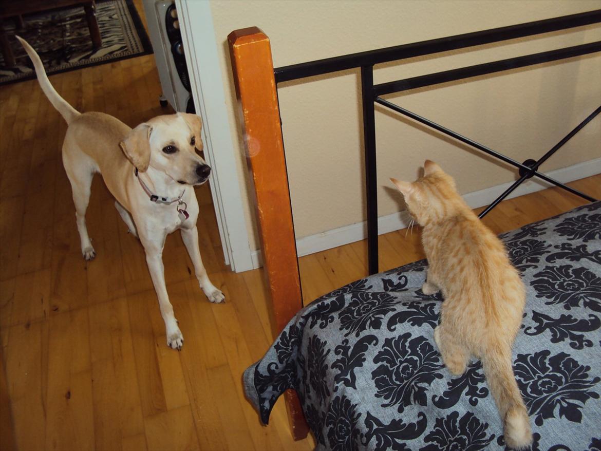 Huskat Tarzan *Efterlyst* - Hilser på Freja, er ikke helt glad for hende. 24.10.11 billede 6