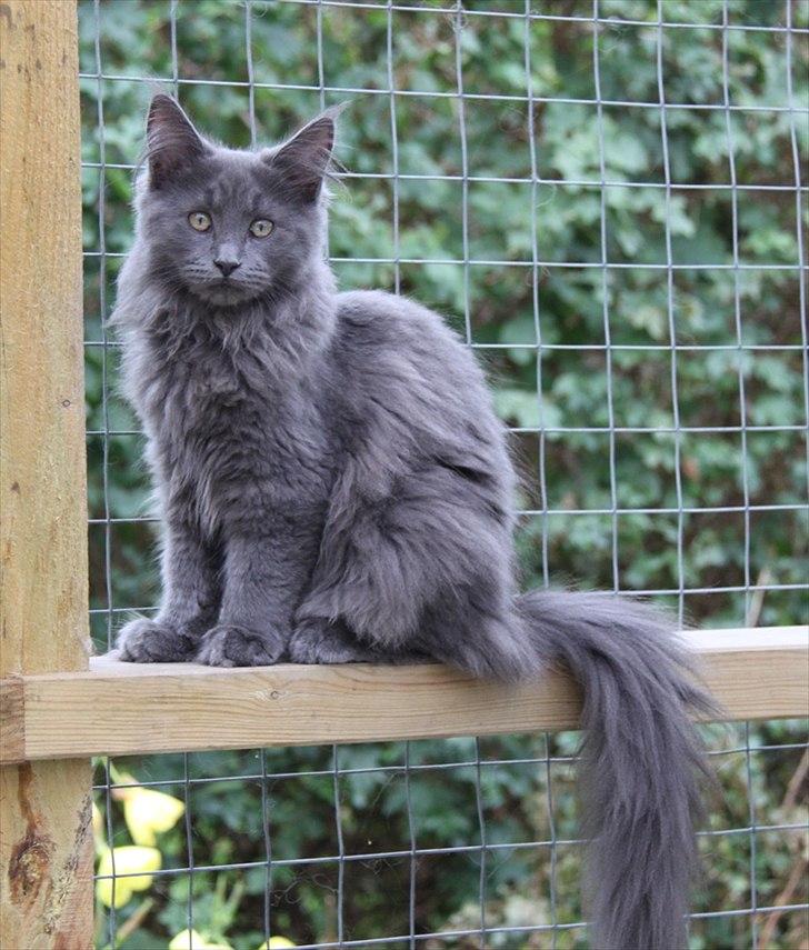 Maine Coon Wilma "Flyttet" billede 20