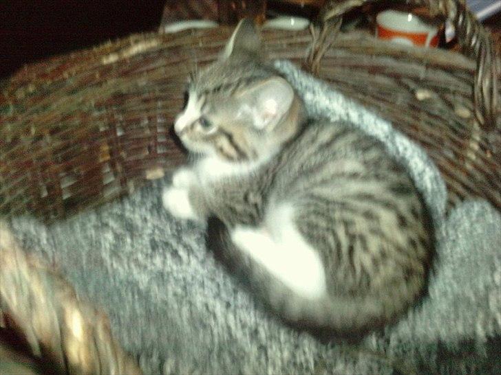 Huskat Helios billede 1