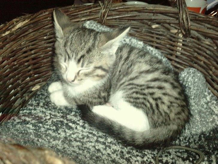 Huskat Helios billede 3