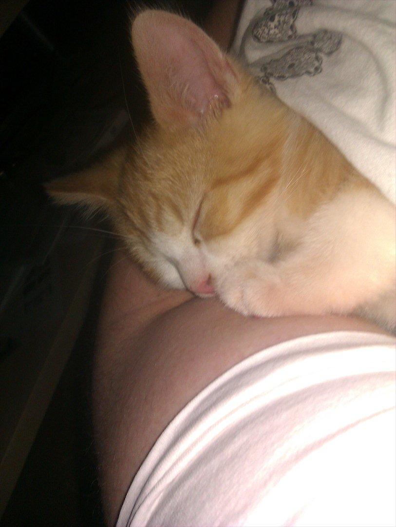 Huskat Louis - så ligger vi lige og sover i mors arme <3 billede 8